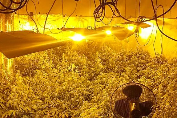 marihuana