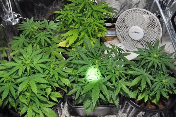marihuana