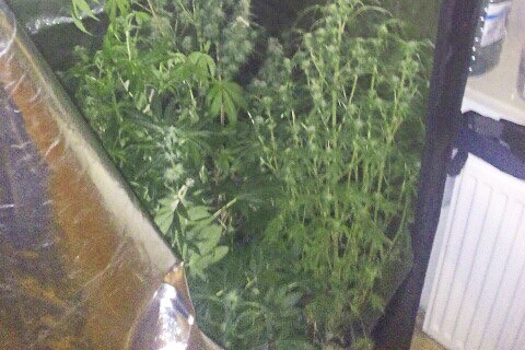 marihuana