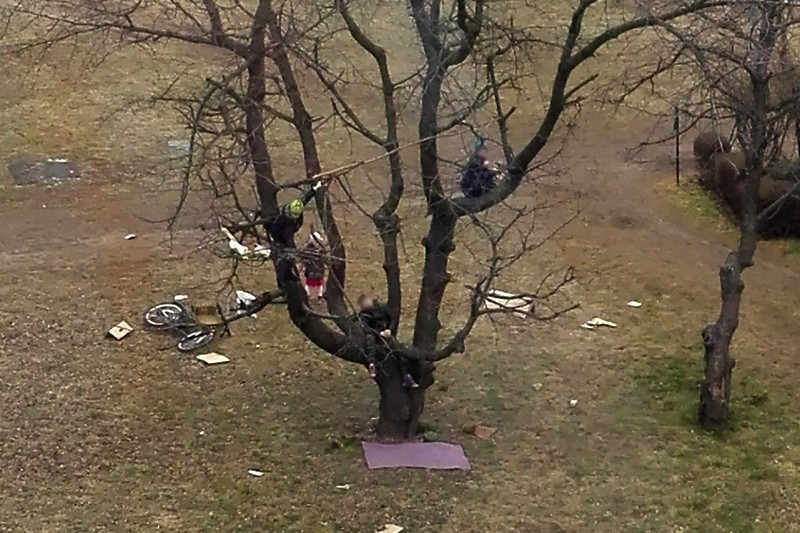 dziecko  drzewo