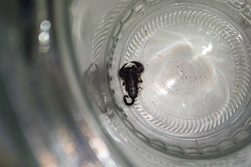 skorpion