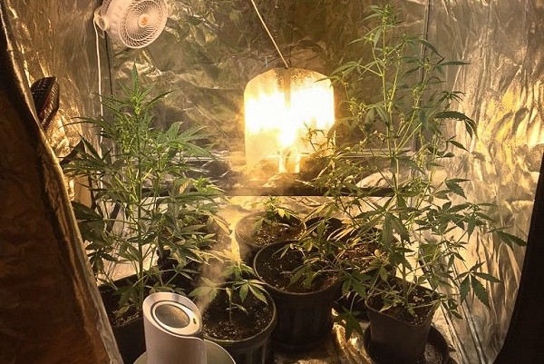 marihuana
