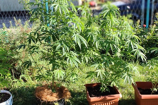 marihuana