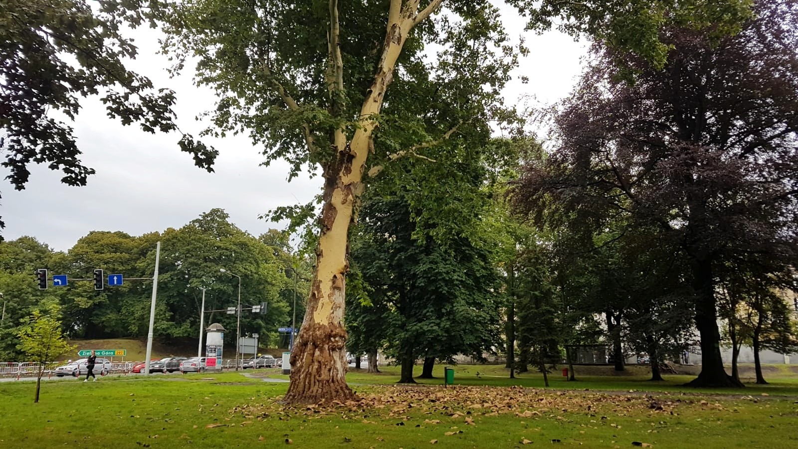 drzewo kora park