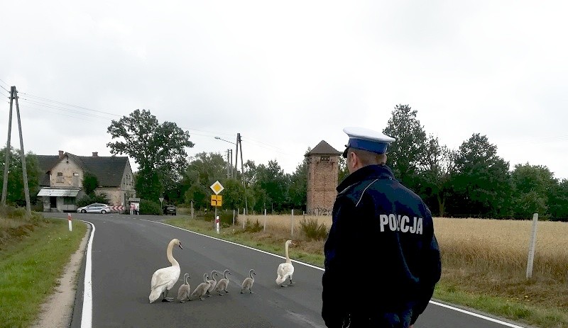 policja łabędź osiecznica