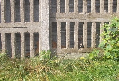 sarna beton ogrodzenie