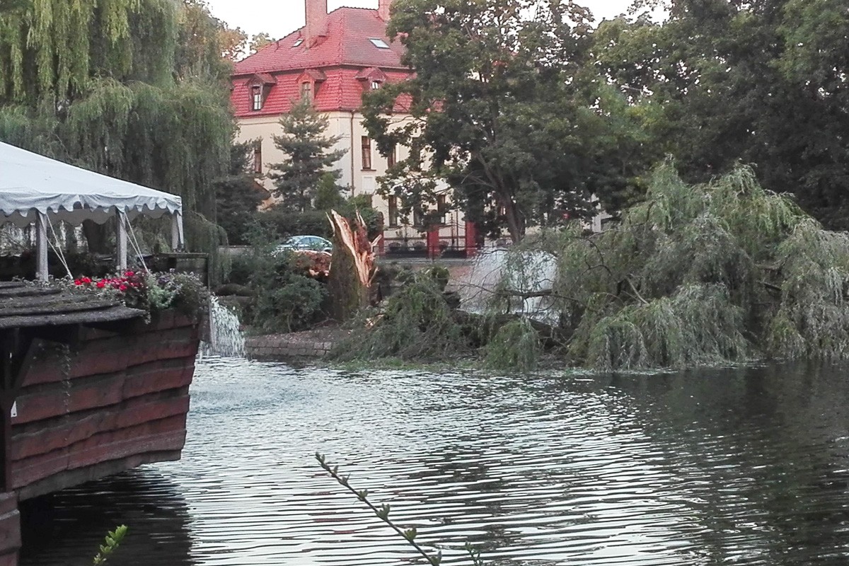 wierzba
