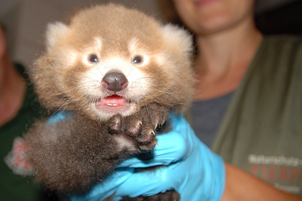 panda