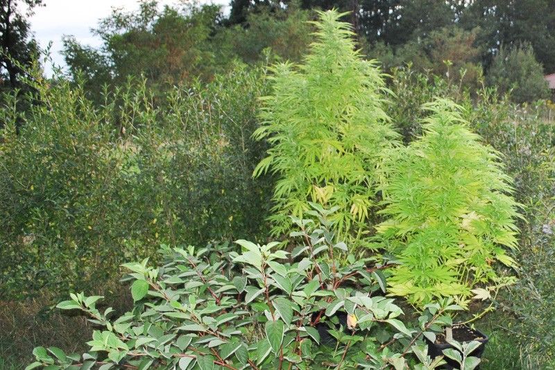 marihuana