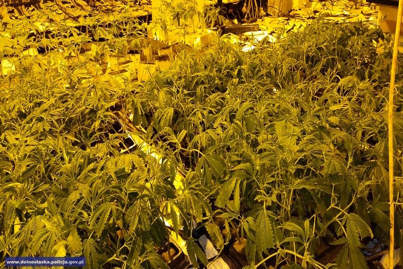 marihuana