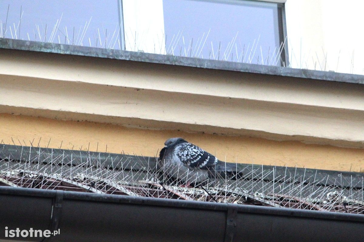 kolce gołąb