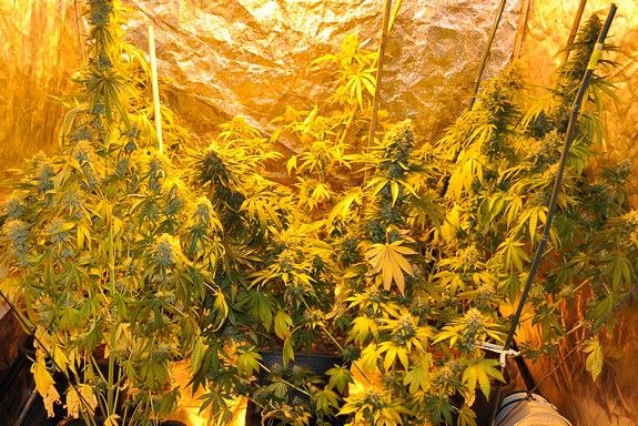 marihuana