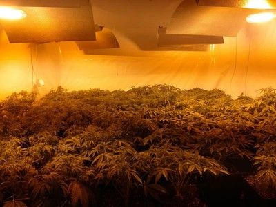 marihuana