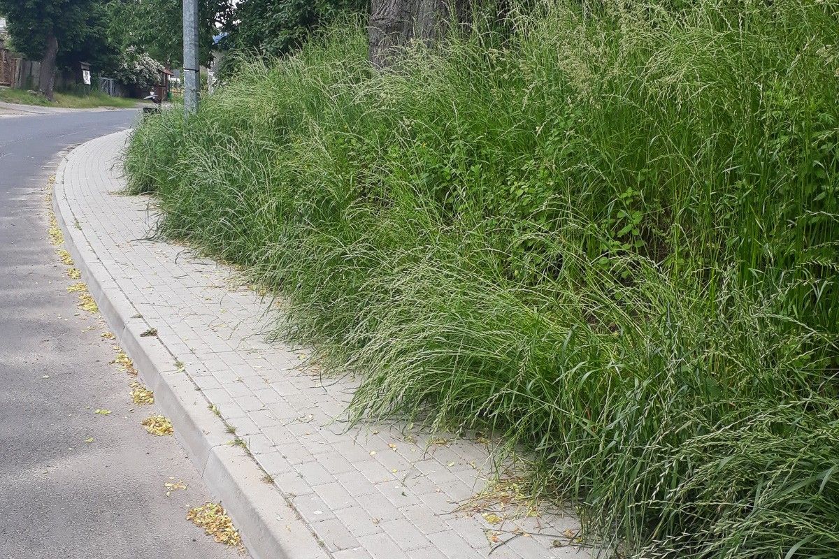 chodnik