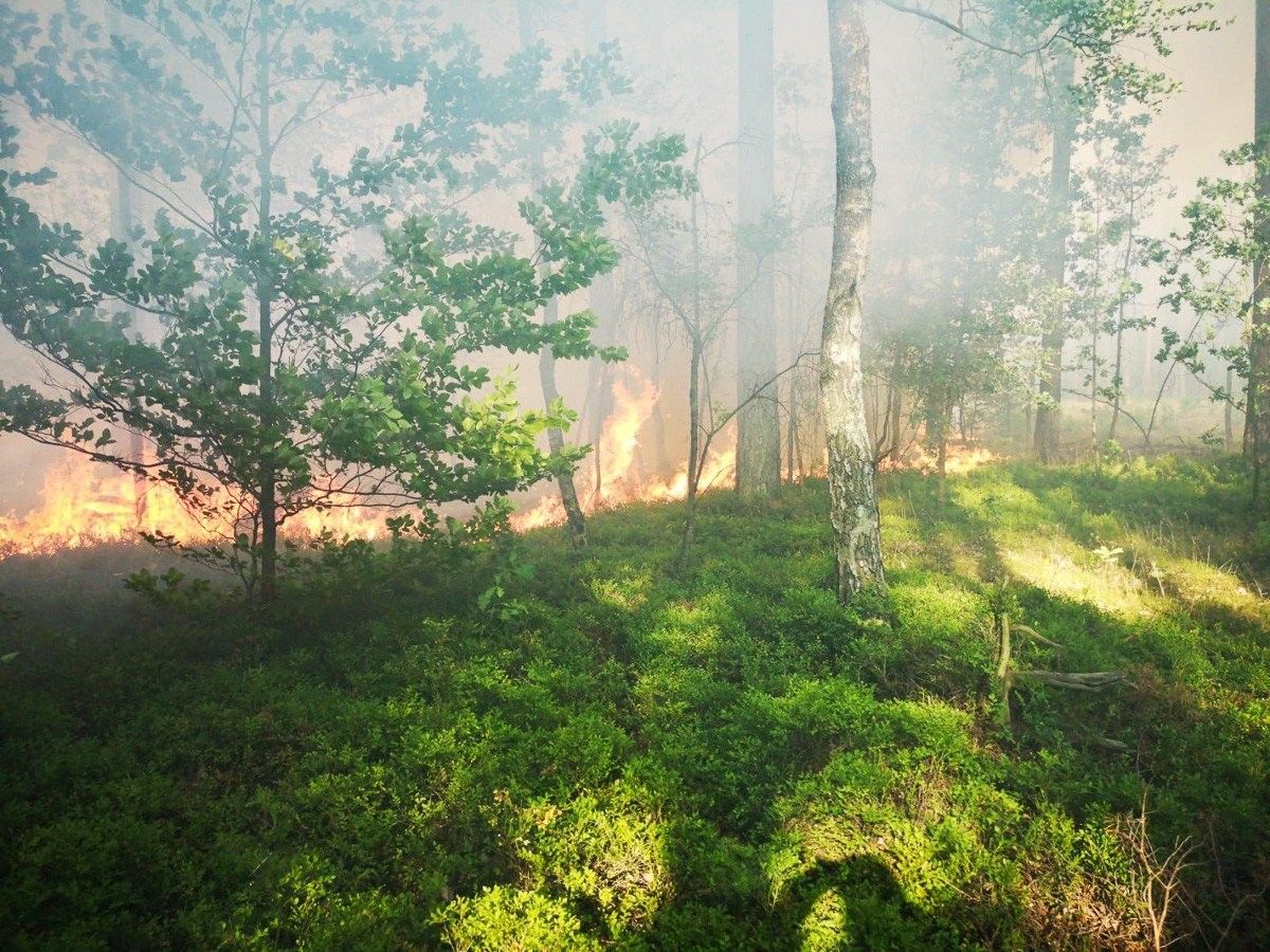 pożar las