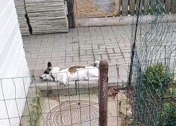 pies zwłoki