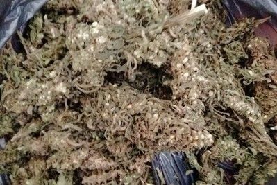 marihuana