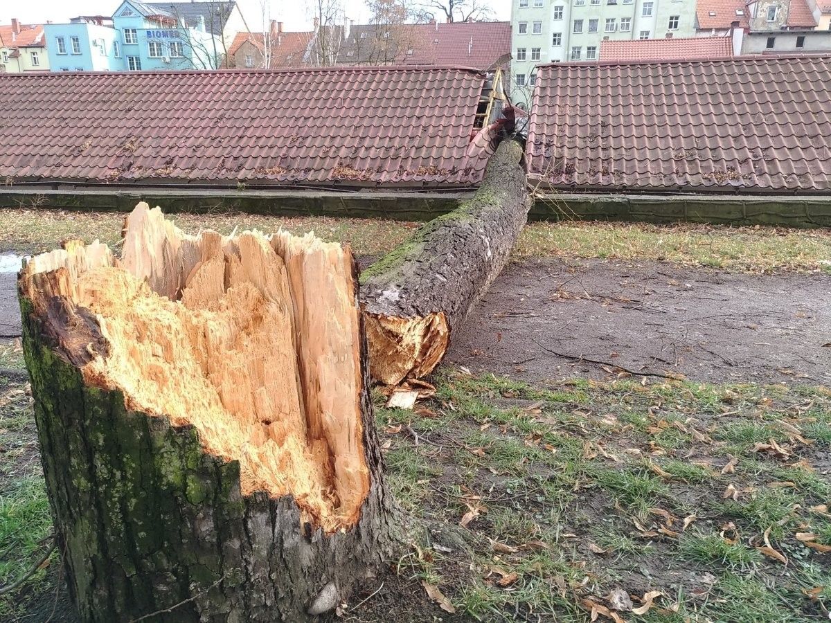 drzewo garaż dach orkan