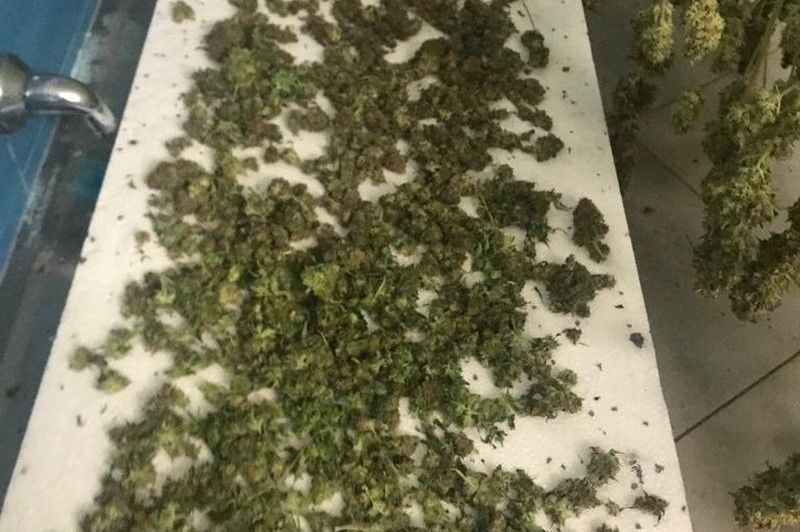marihuana