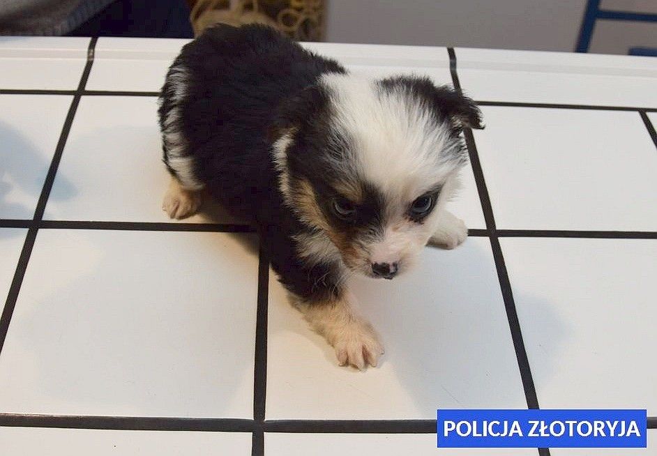 szczeniak policja