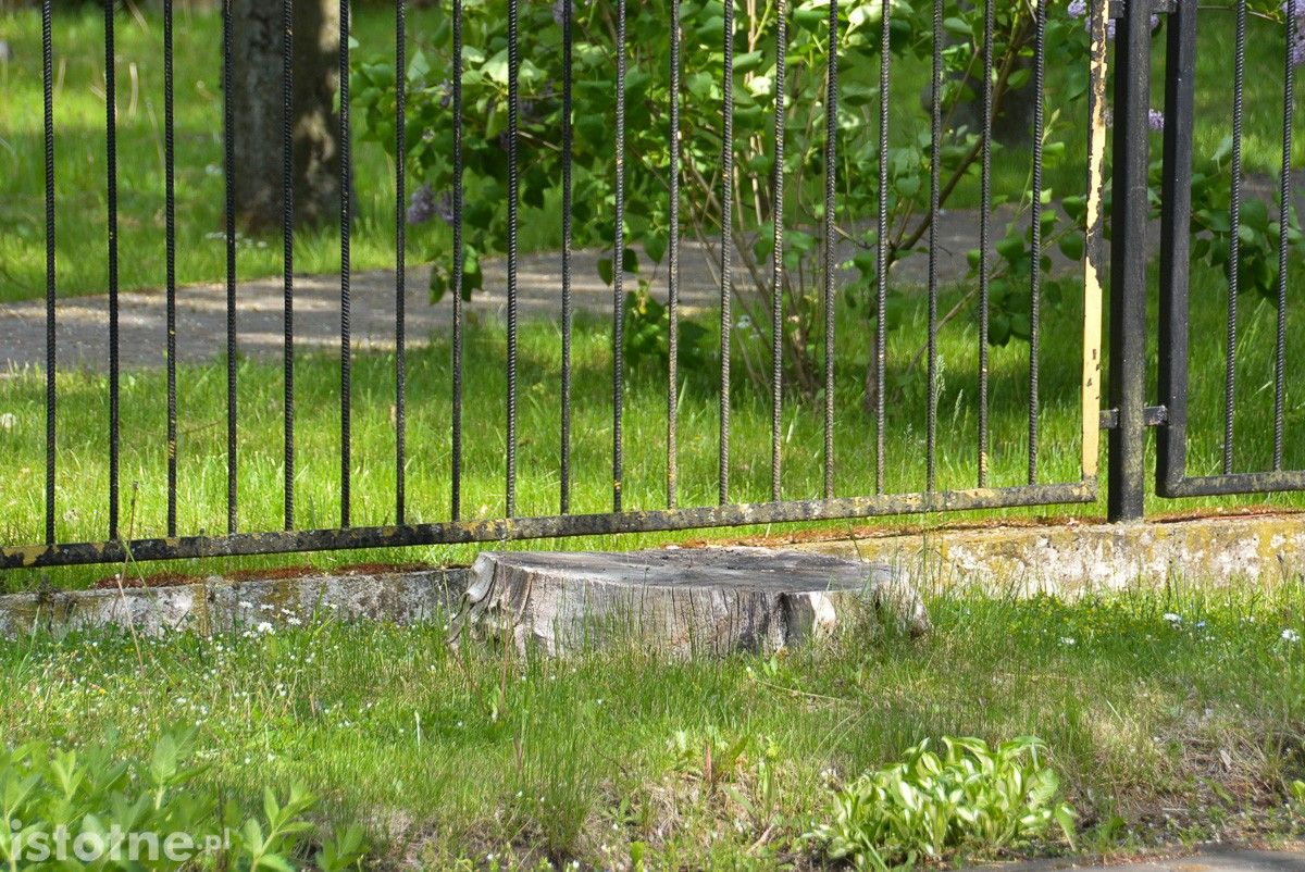 pień