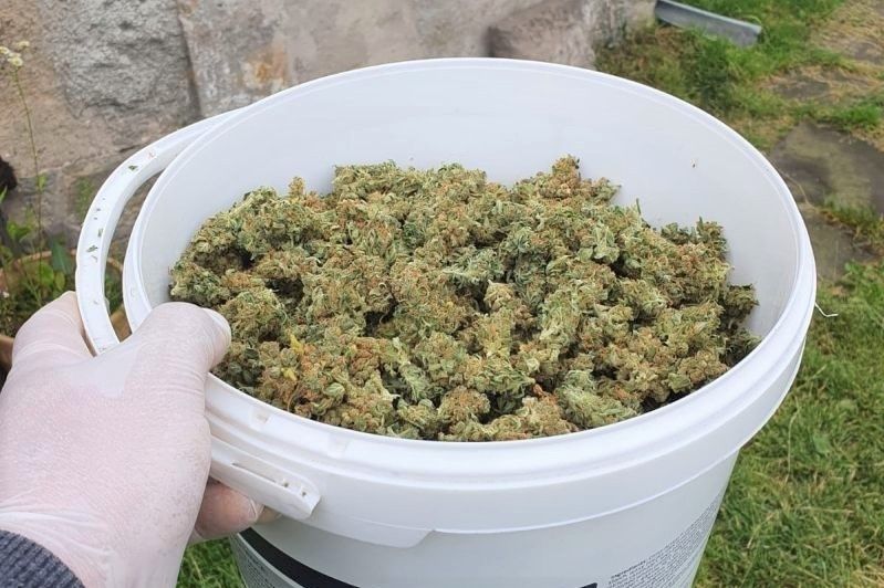 marihuana