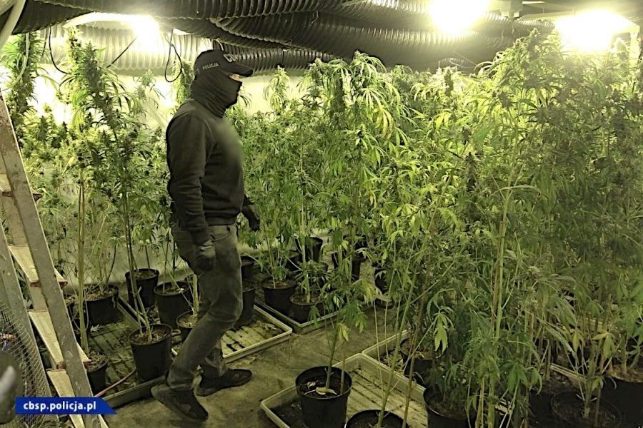 marihuana