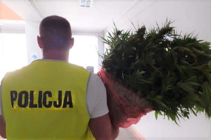 marihuana