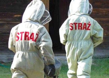 strażak owady osy