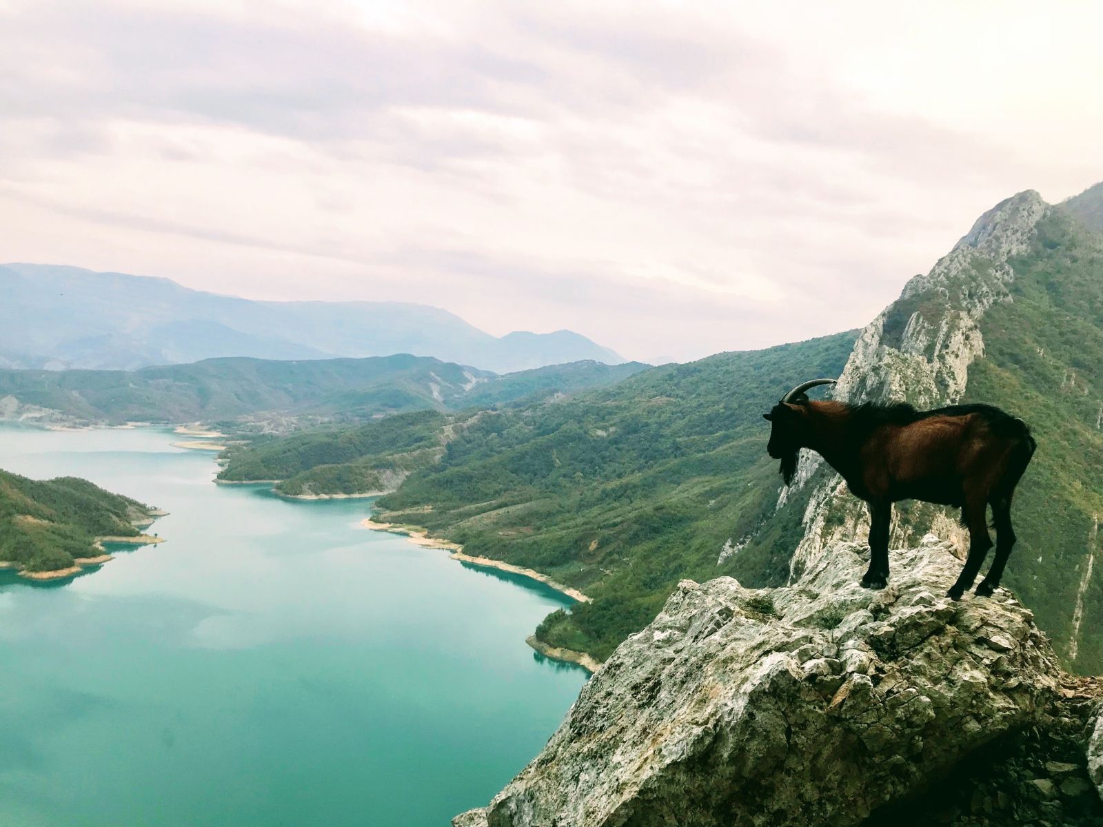 kozica albania góry
