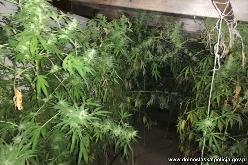marihuana