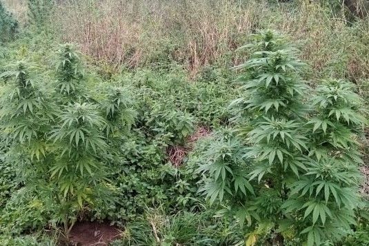 marihuana