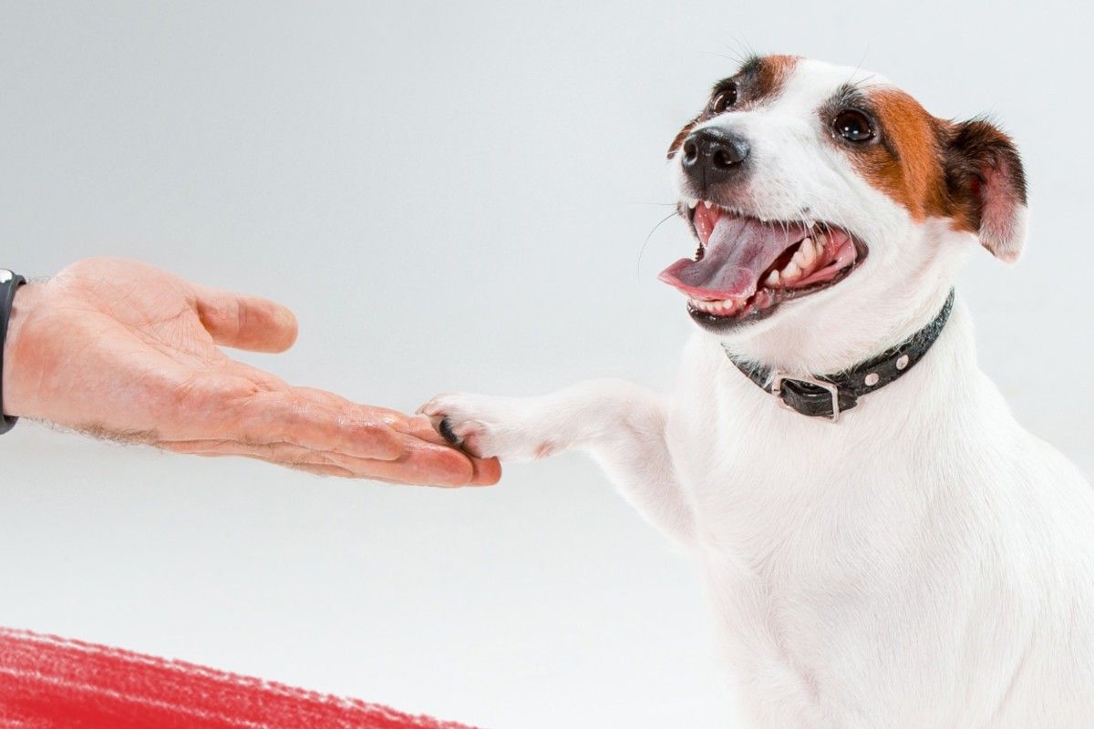 dog, hand