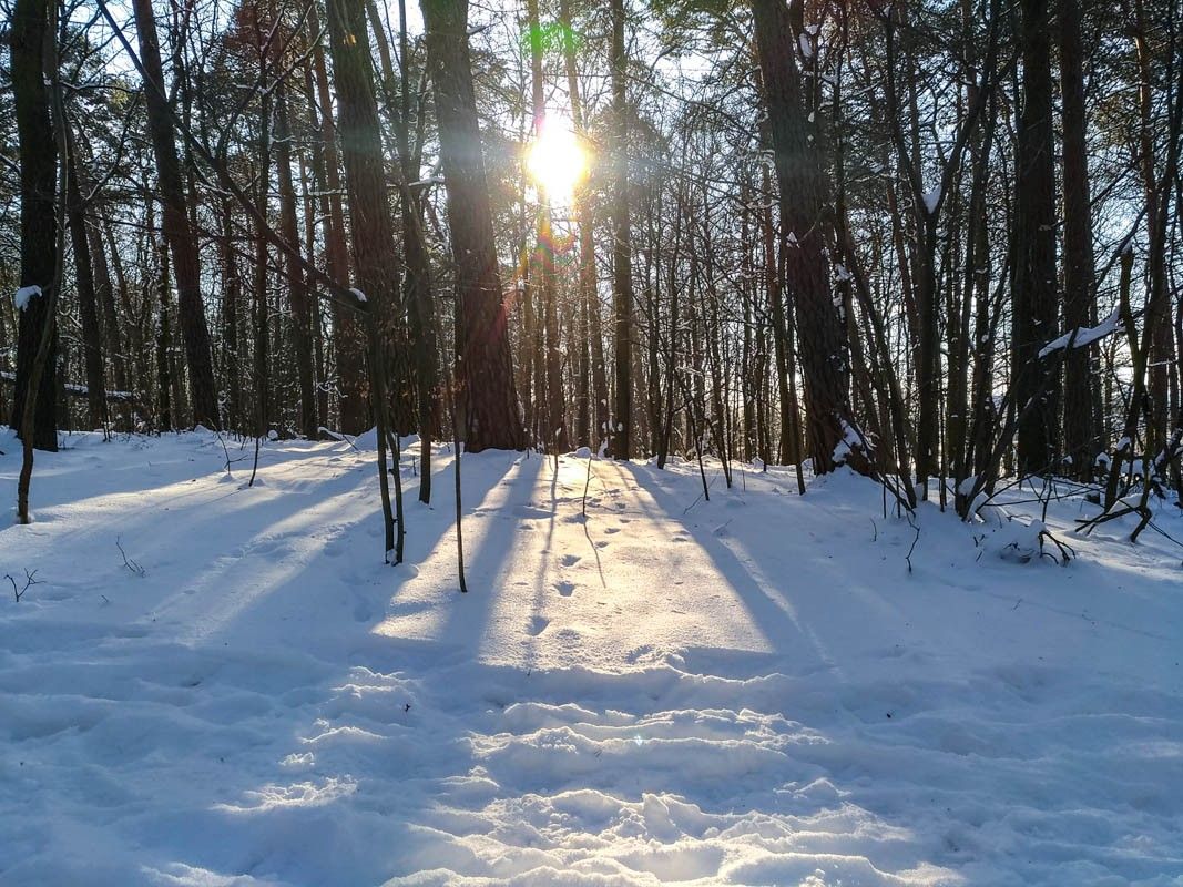 zima las śnieg