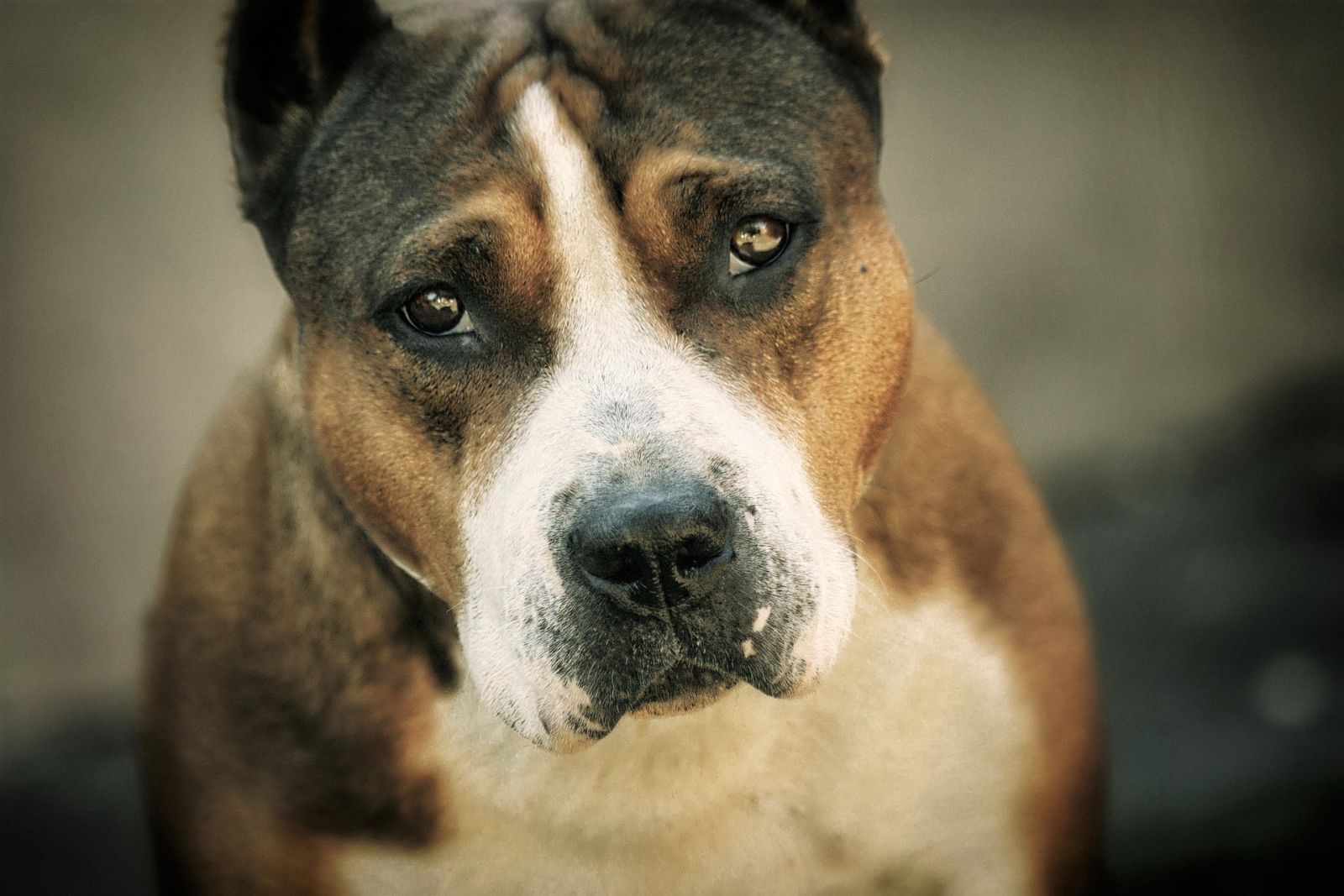 amstaff