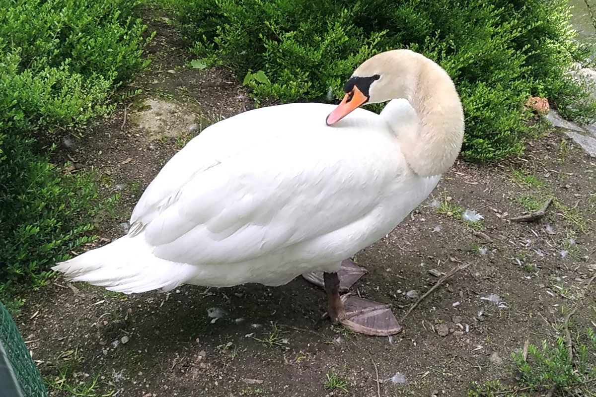 łabędź