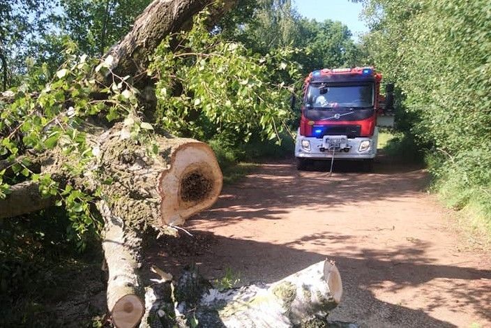 drzewo wóz strażacki