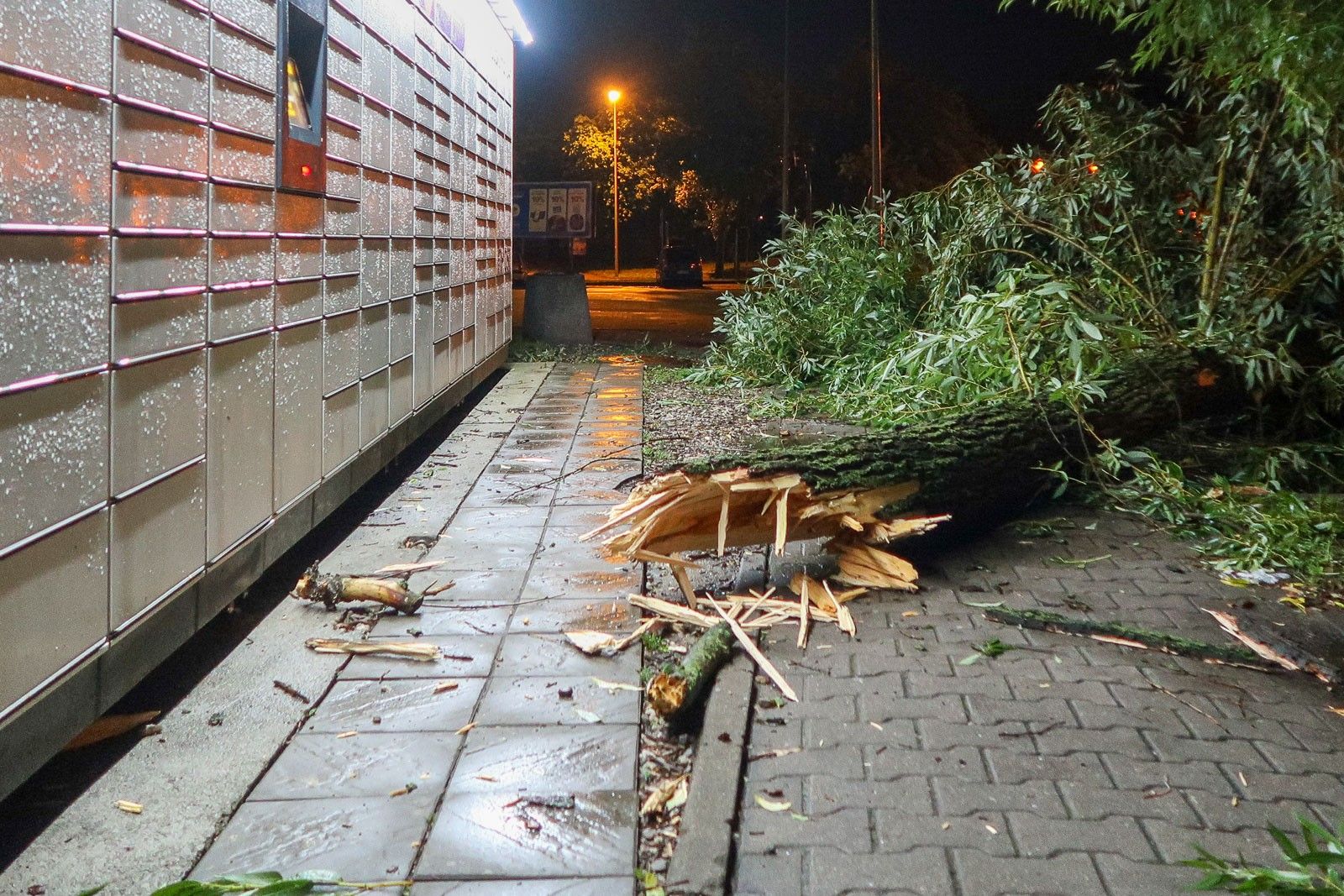 drzewo