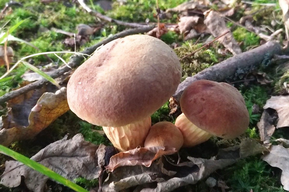 grzyb podgrzybek