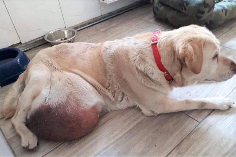 labrador rita