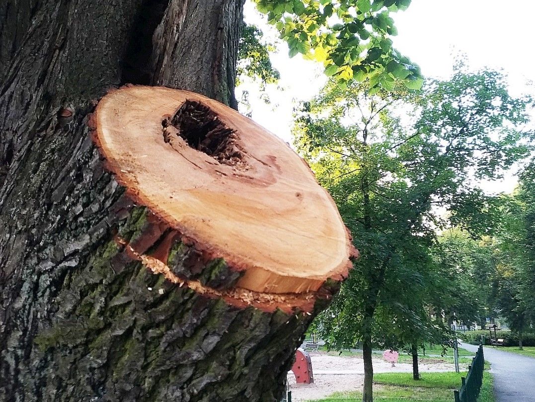 park bonina drzewo