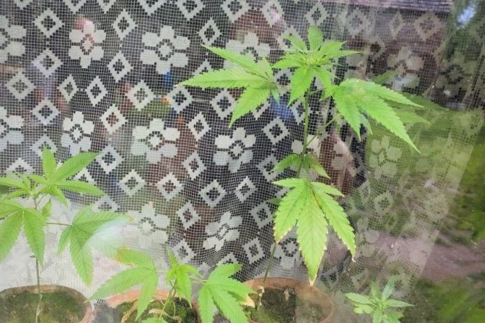 marihuana