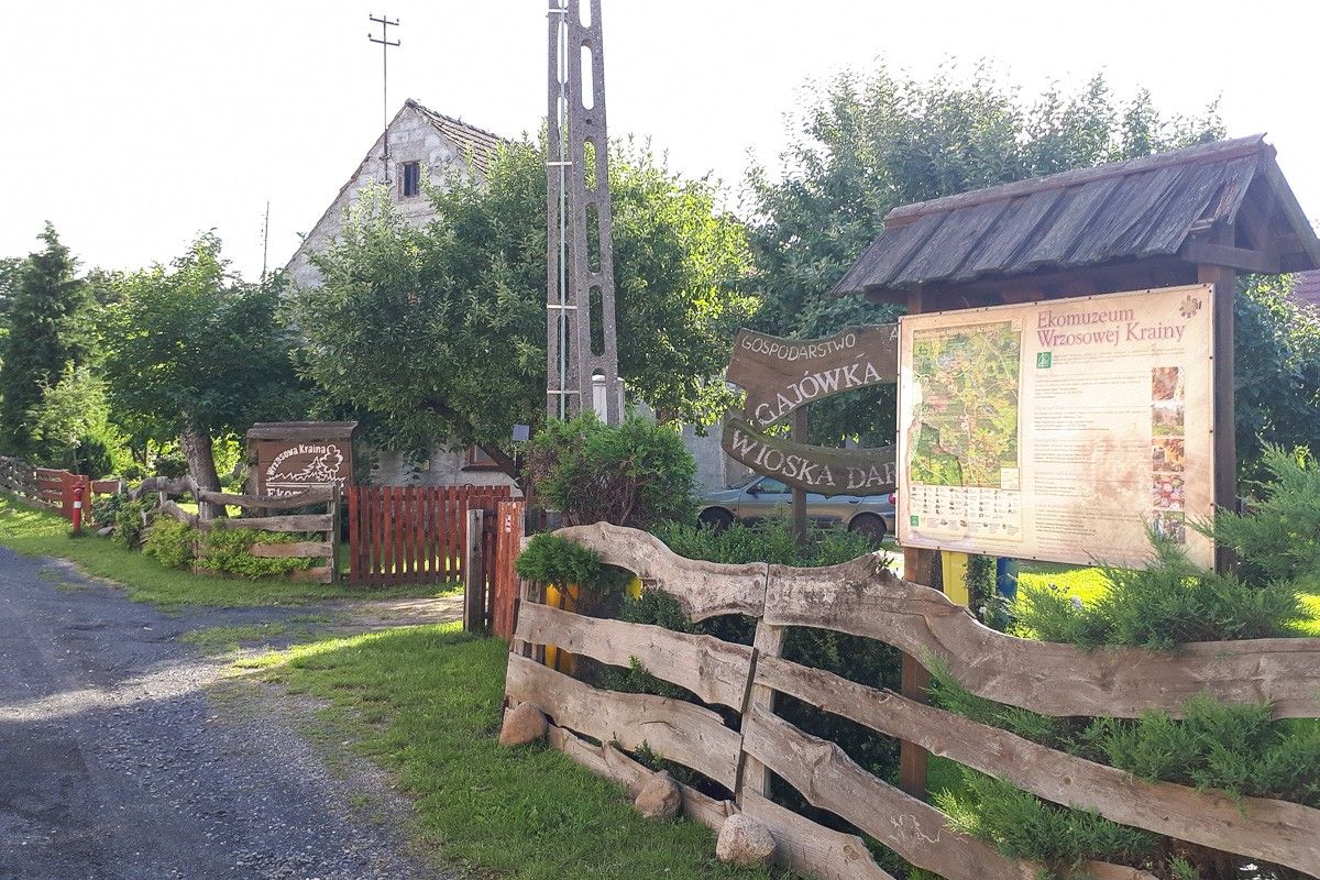 Borówki