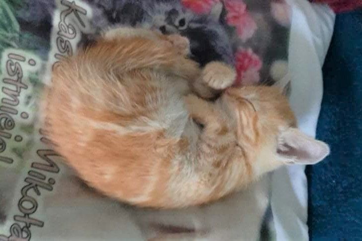 kotek