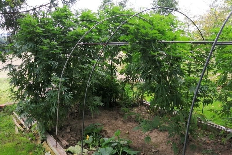 Marihuana