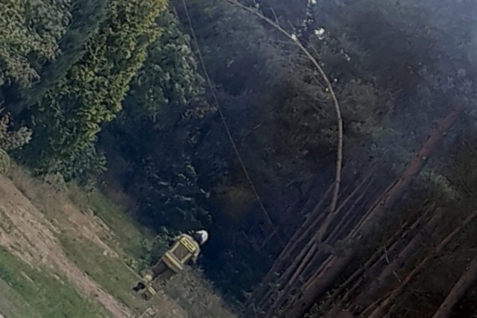 strażak drzewo