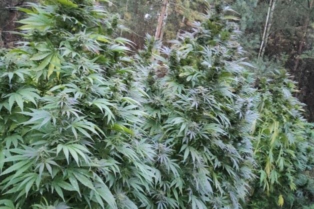 marihuana