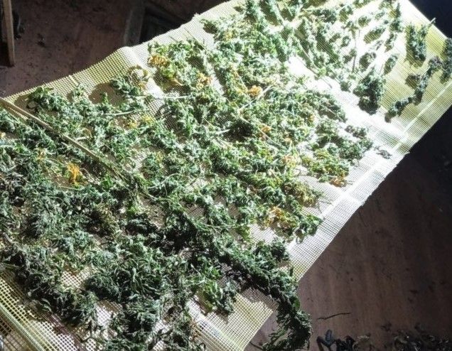 marihuana