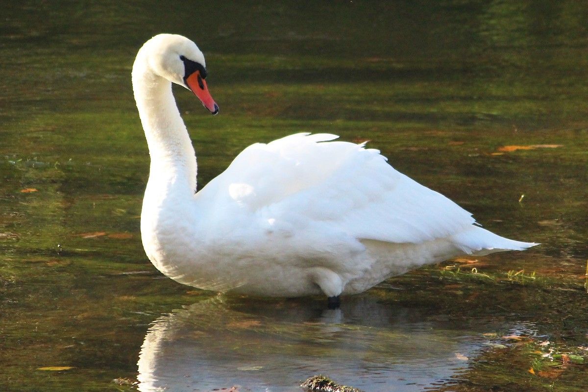 łabędź bóbr