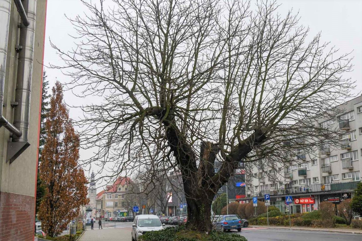 kasztanowiec
